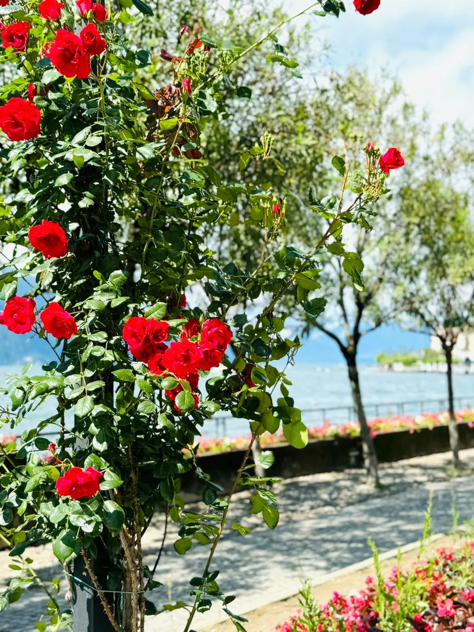 Bellagio photo 3